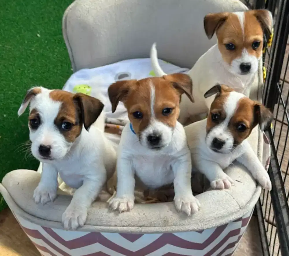 DIJUAL ANJING JACK RUSSEL