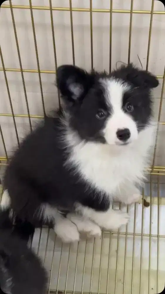 DIJUAL ANJING BORDER COLIE