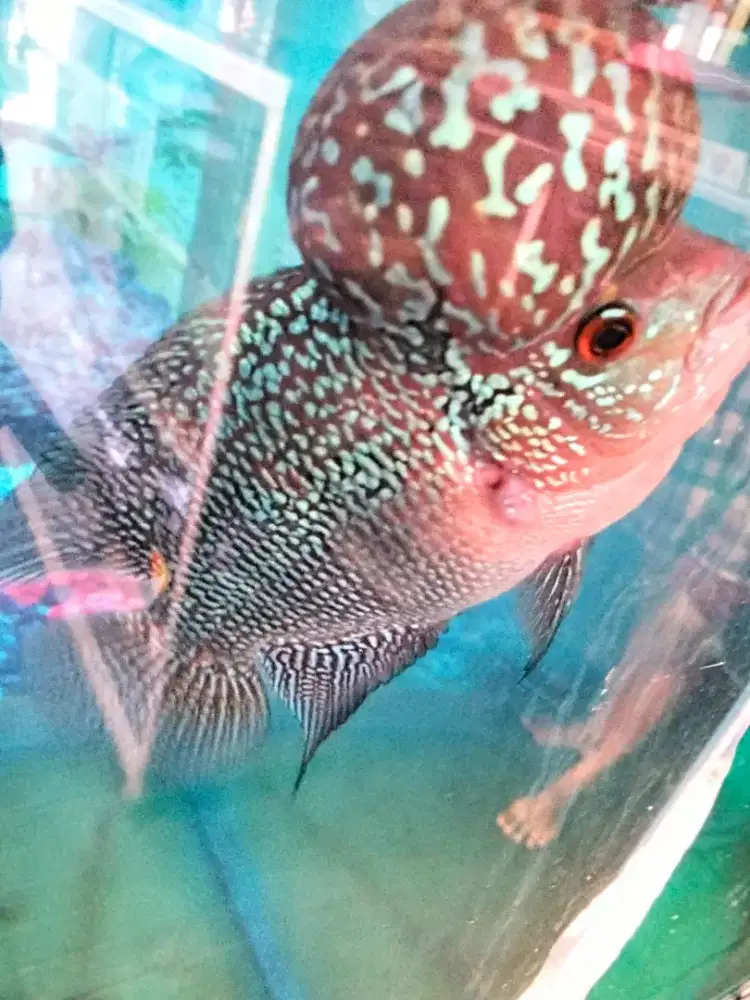 Louhan super red magma