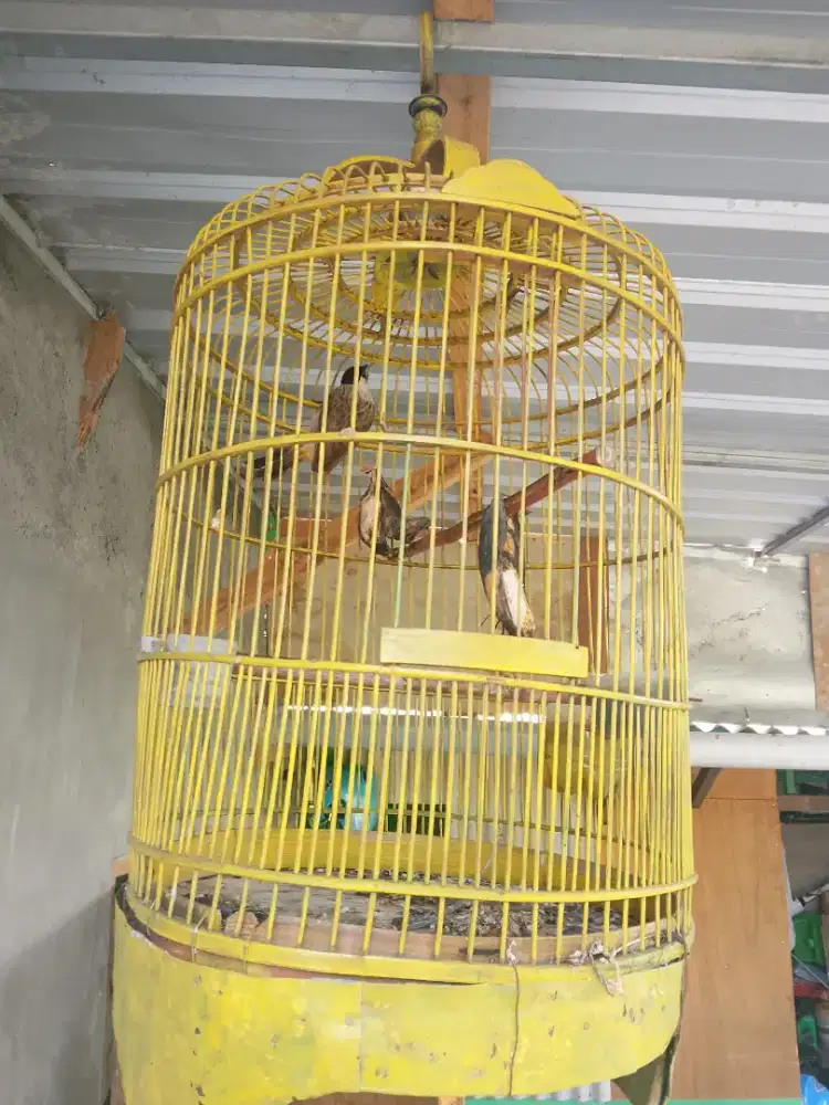 Dijual Kutilang murah