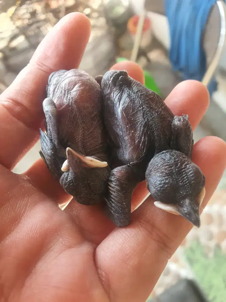 Cindil Anakan Burung Kacer