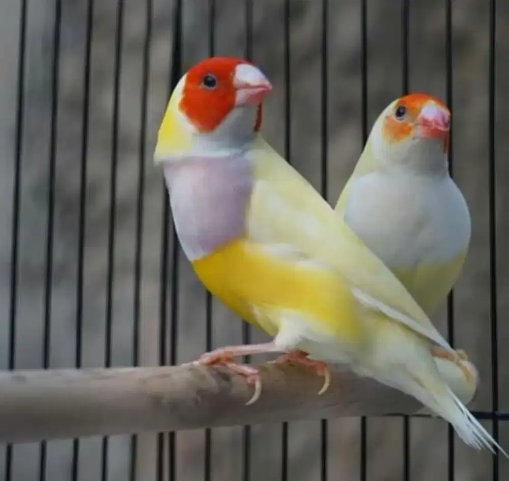 Gould amadine burung hias aviary