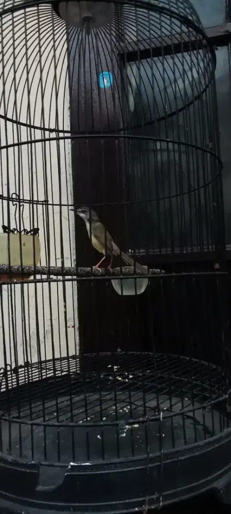 Perenjak tebu rajin mulus