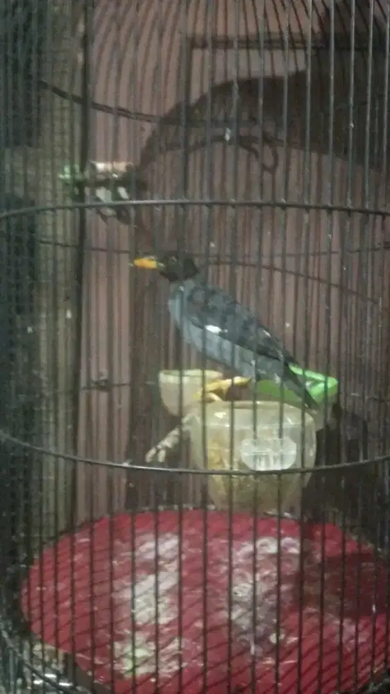 burung jalak kebo plus kandang besi