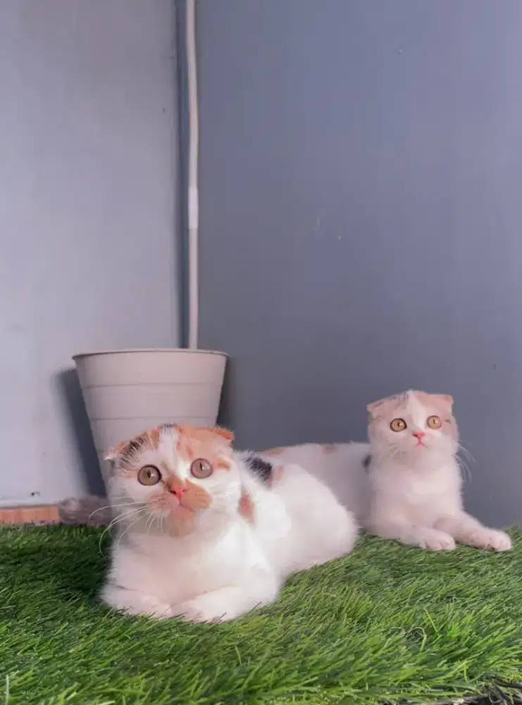 Scotish fold callico dan dilute callico / Sf callico bulat