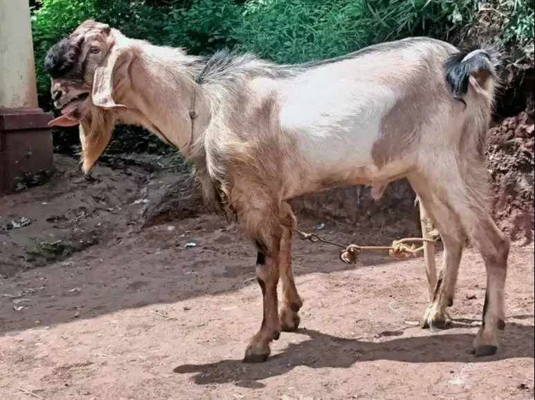 kambing jantan 30kiloan siap potong akikahan nazar sedekahan taon baru