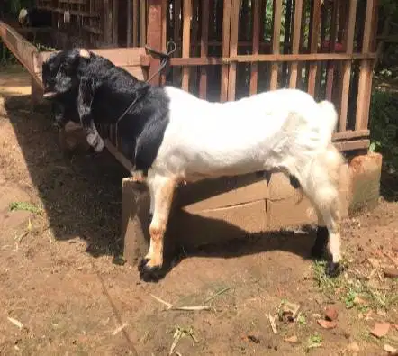kambing jantan 30kiloan siap potong akikahan nazar sedekahan taon baru