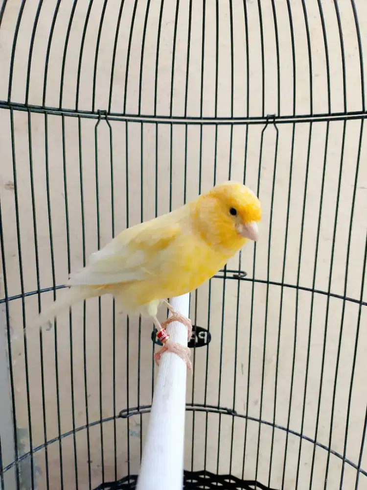 Kenari Paud AFS Mulai Ngerol