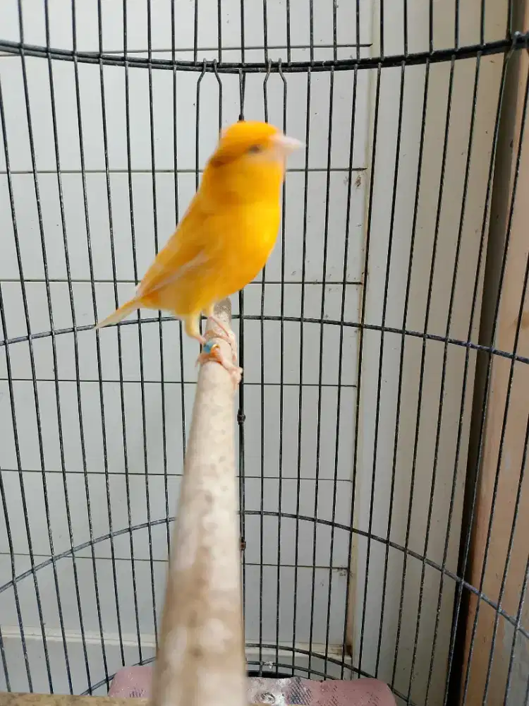 Kenari Lokal Ring Bandung Durasi