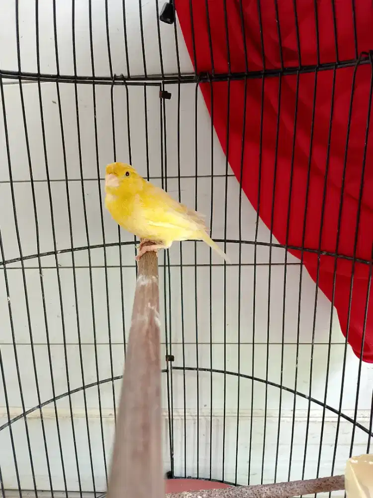 Kenari Jantan dewasa Mulai Bunyi