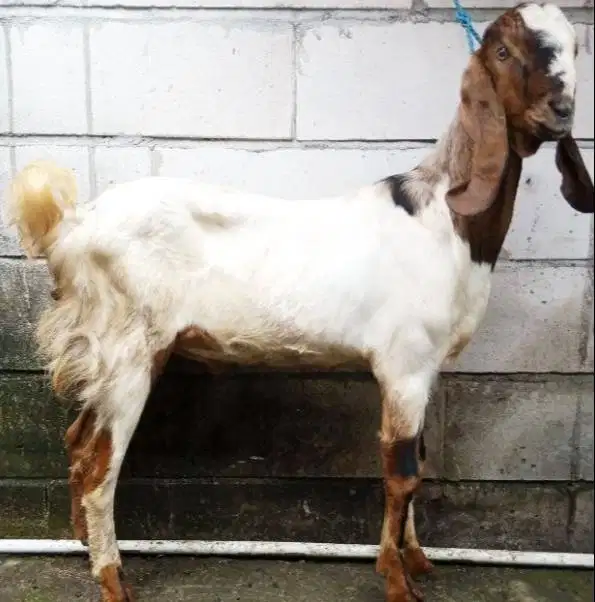 kambing jantan 30kiloan siap potong nazar akikah sedekah tahun baru ok