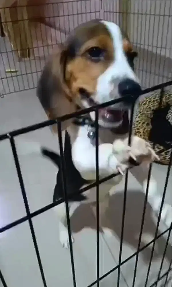 Anjing Beagle Hush Puppies anakan lucu jantan