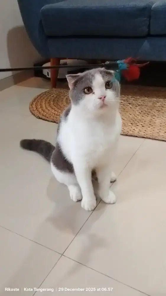 Scottish Fold Jantan Line Ped