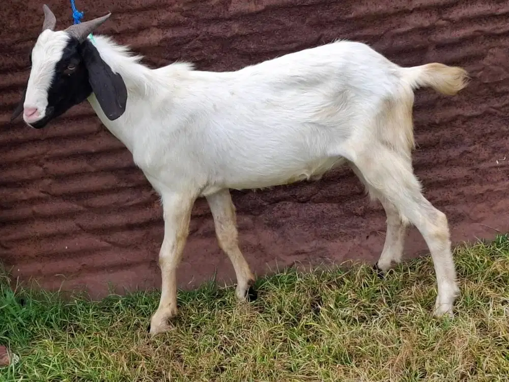 kambing jantan 30kiloan siap potong nazar sedekh tahun baruan manteb