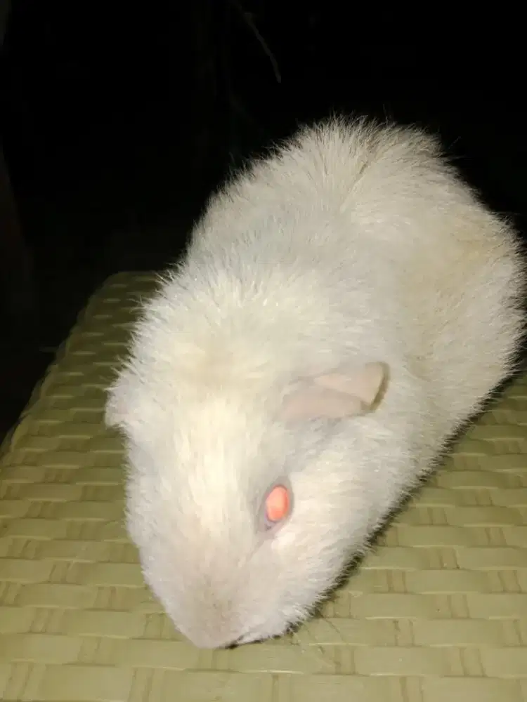 Marmut Teddy indukan