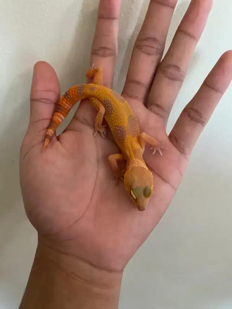 Gecko sunglow full ct