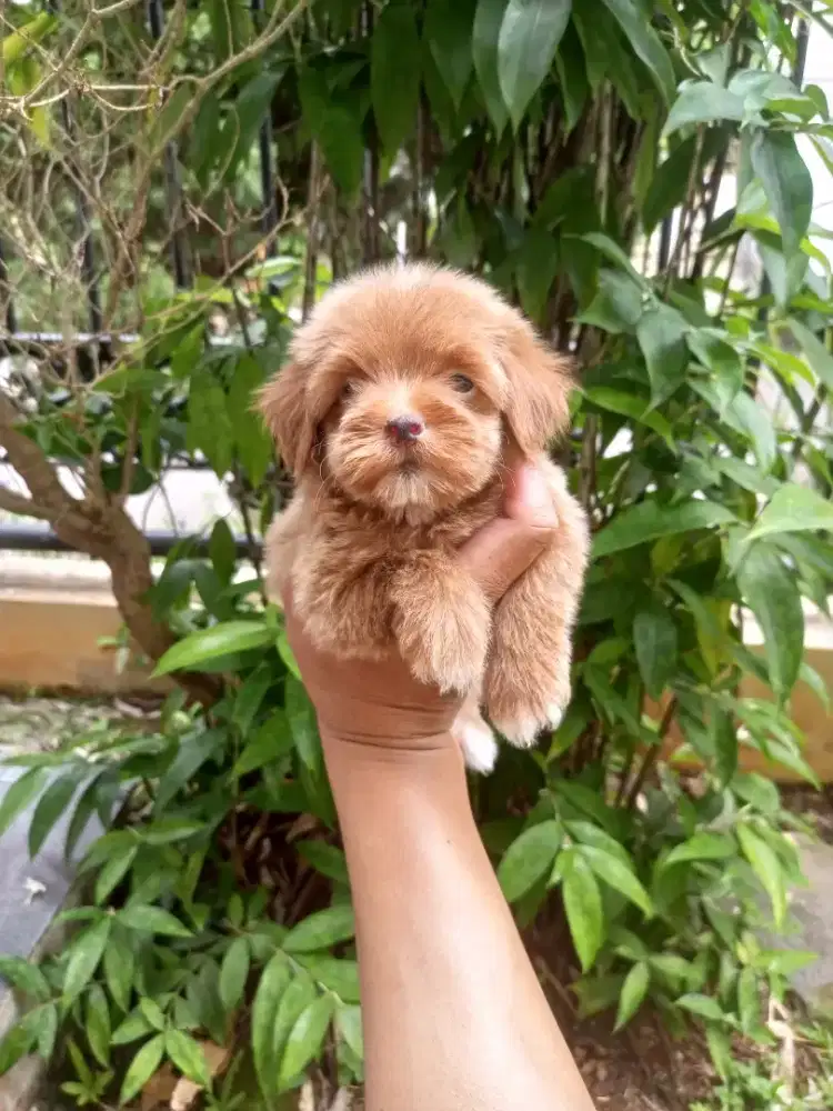 Puppy Maltepoo jantan