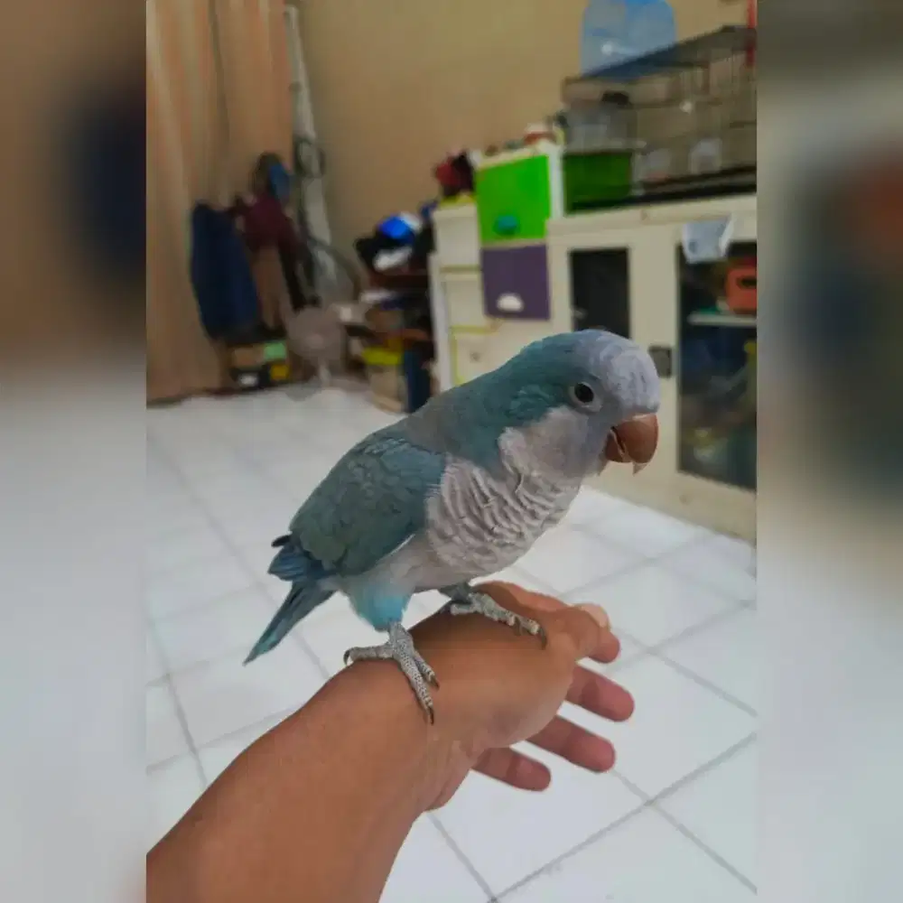 Burung blue Monk Parot