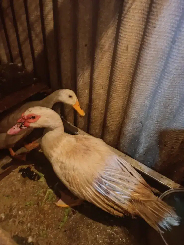 Jual bebek Peking dan entok jumbo