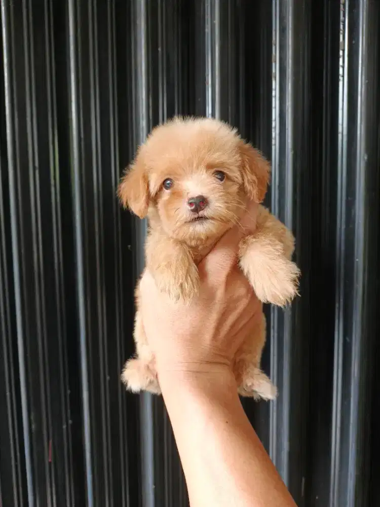 MALTIPOO BETINA LUCU