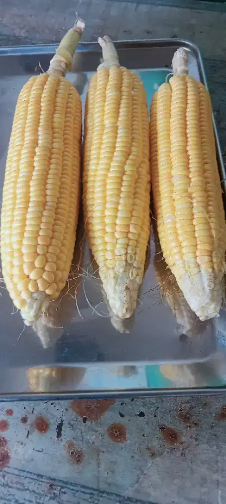 jagung manis 1kg isi 3