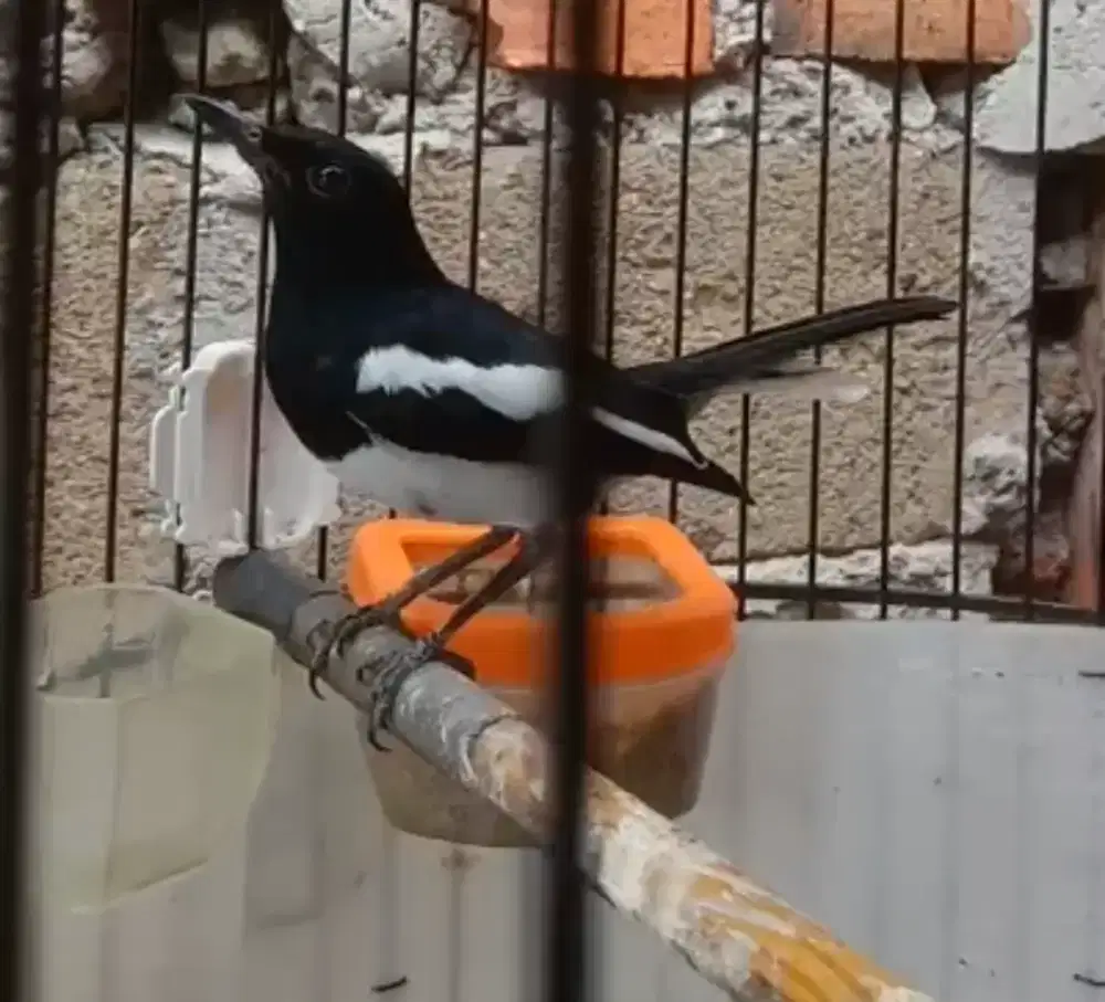 Kacer daput Mulus jinak.