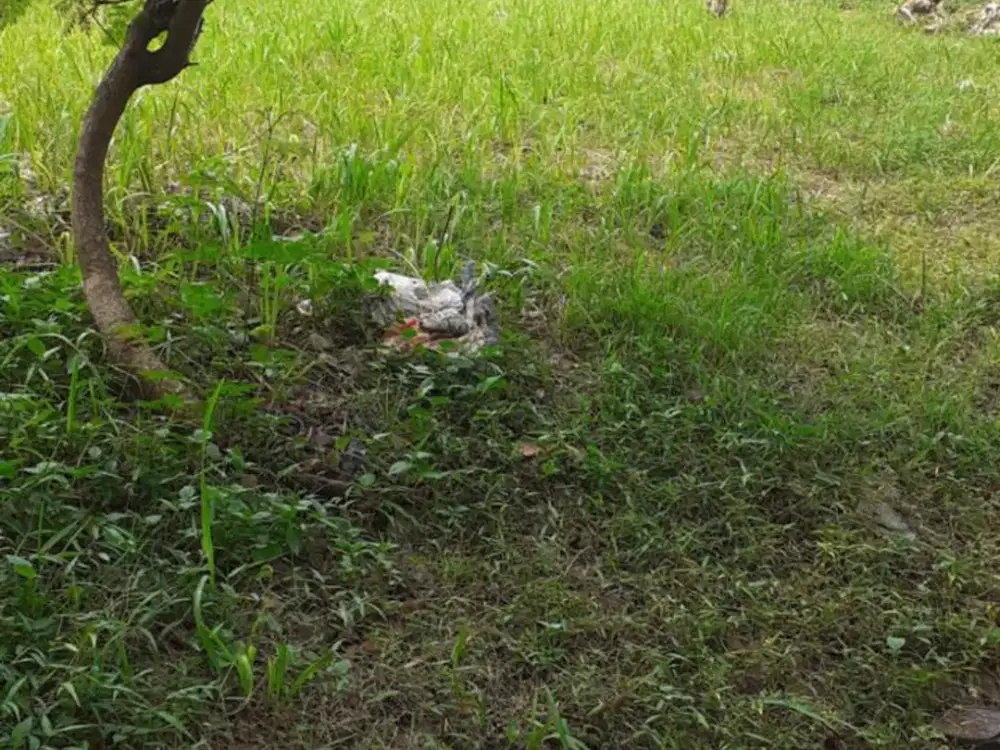 Dijual Kavling Tanah Cluster Kencana Loka BSD City, Tangerang