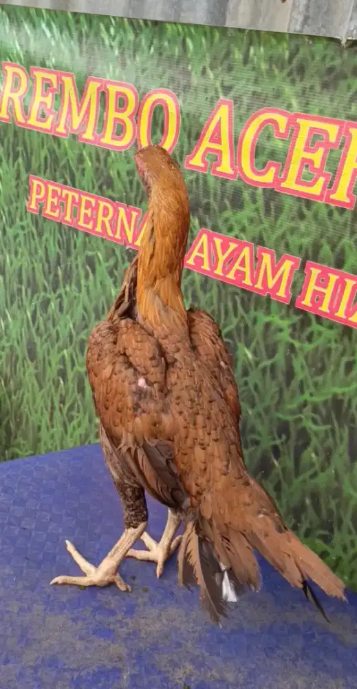 Ayam betina ekor lidi ori