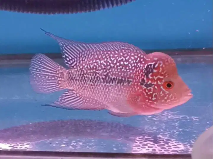 ikan louhan cencu di Medan.