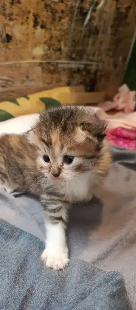 scotis straight betina yg minat wa