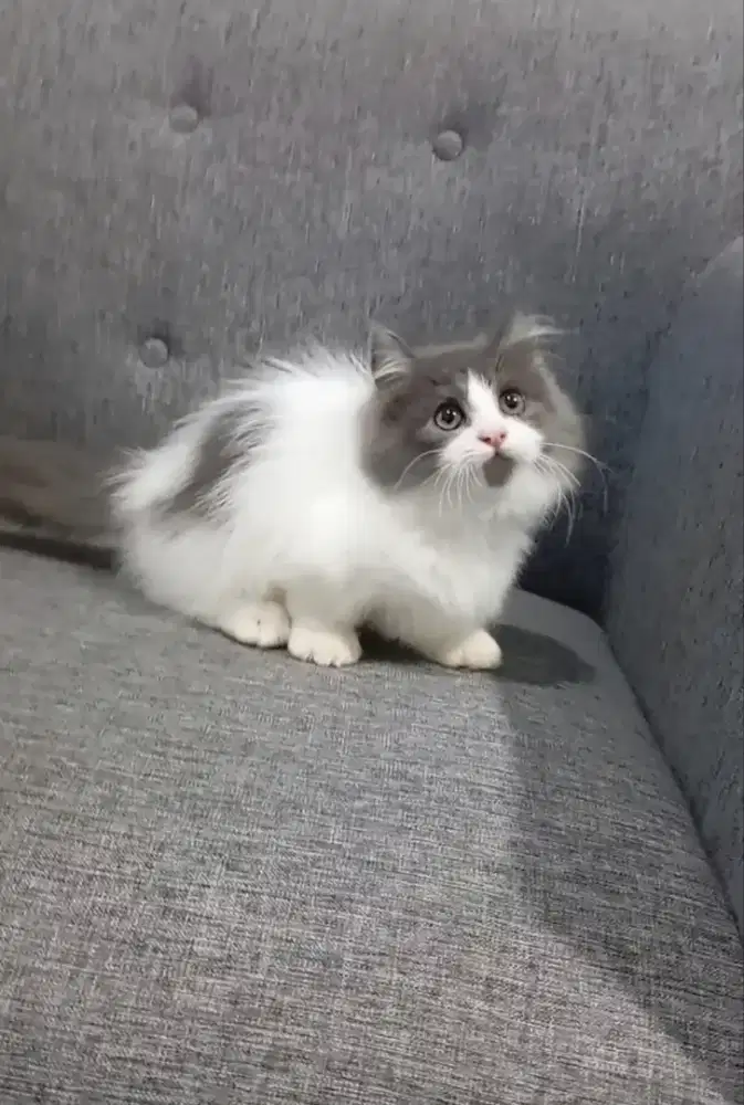 MUNCHKIN LONGHAIR