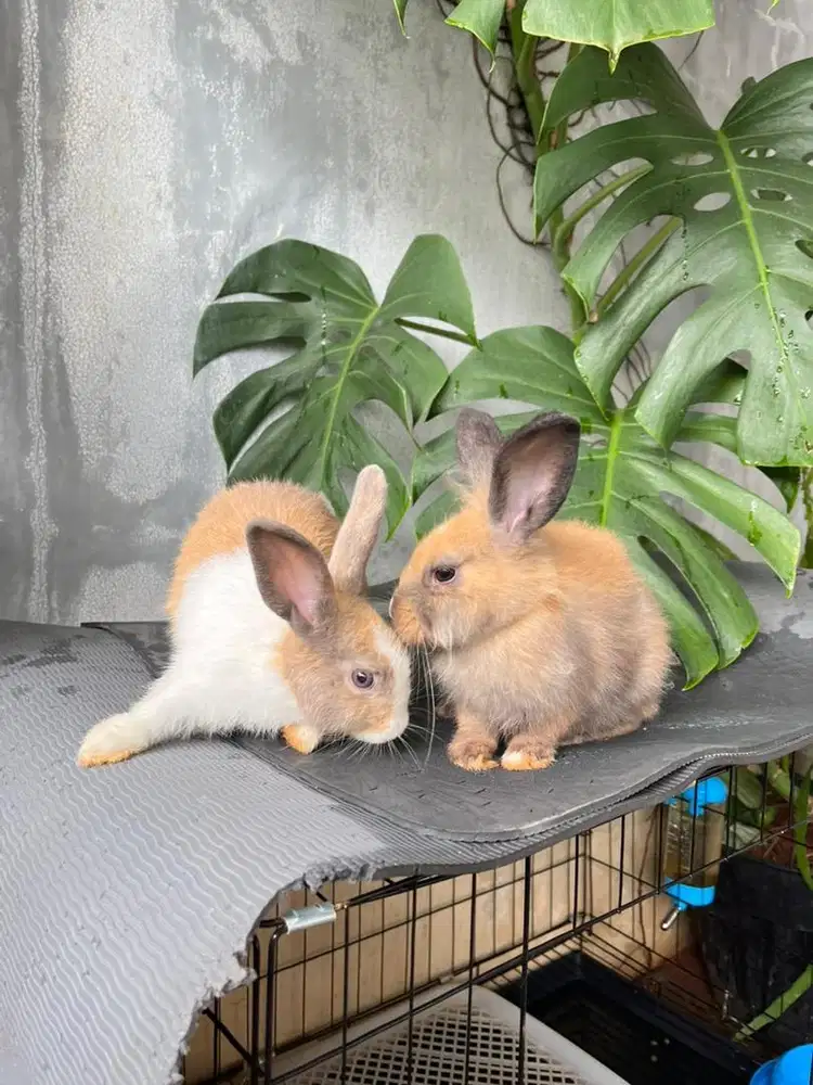 JUAL SEPASANG KELINCI+KANDANG FULLSET