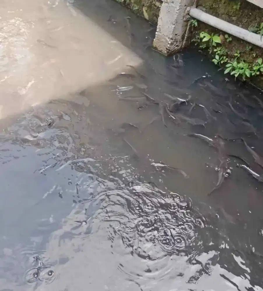 Jual murah Bibit ikan lele sangkuriang