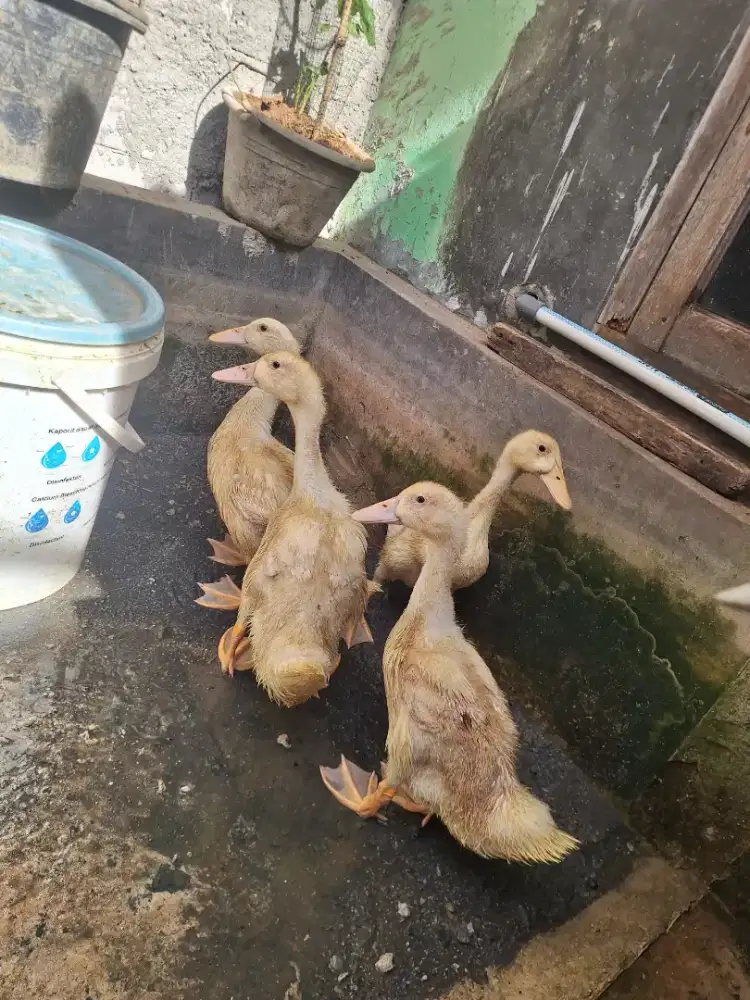 Jual bebek peking hidup