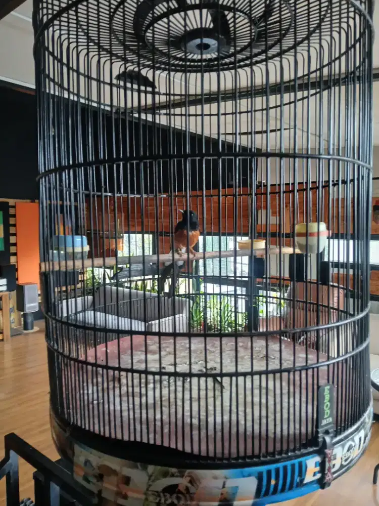 Muray kaki item gacorr fullset