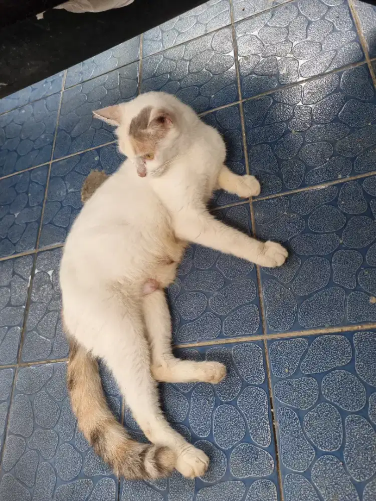 Lepas adopsi induk kucing dan anak-anak