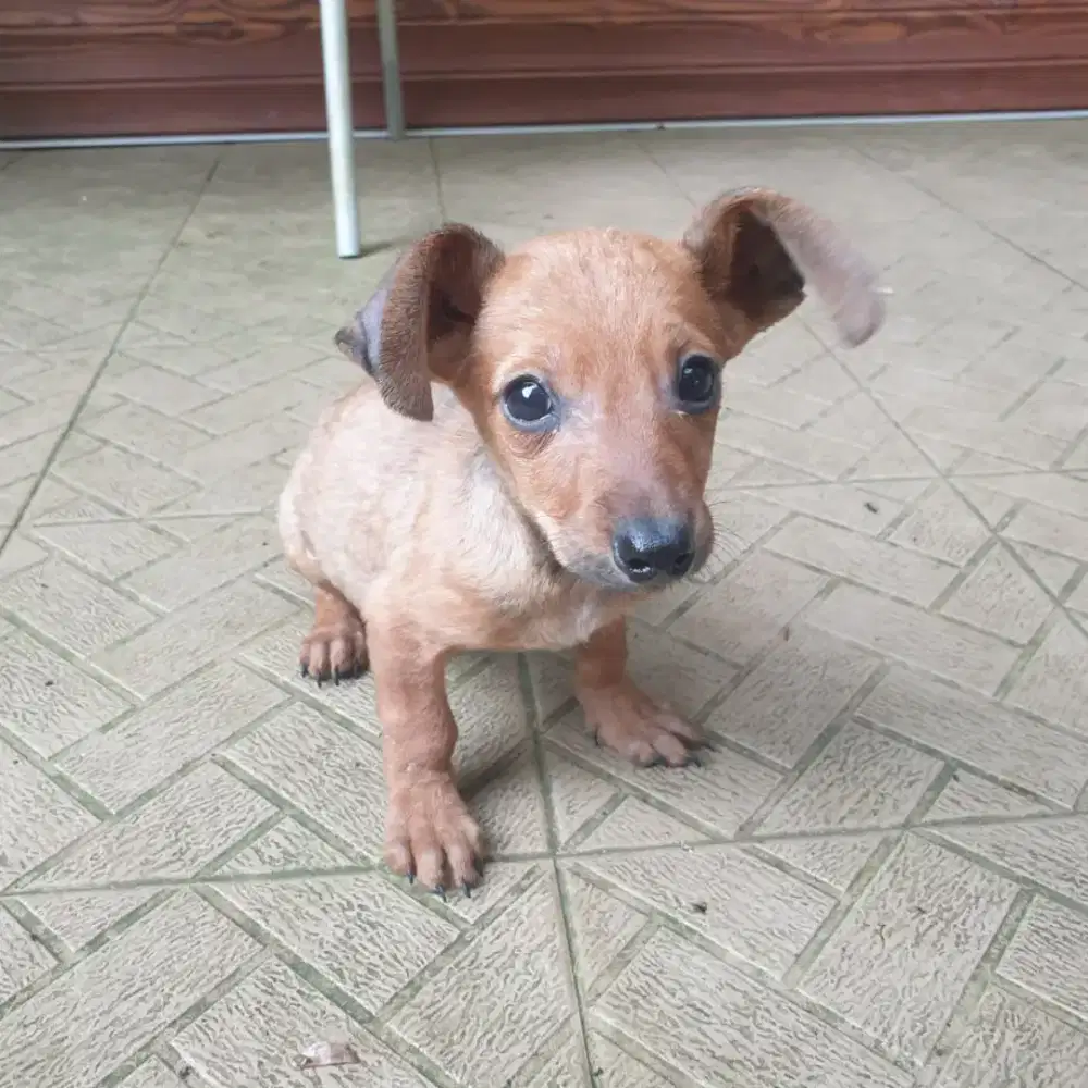 Anak anjing Tekel mix Pincher, jantan, umur 2 bulan