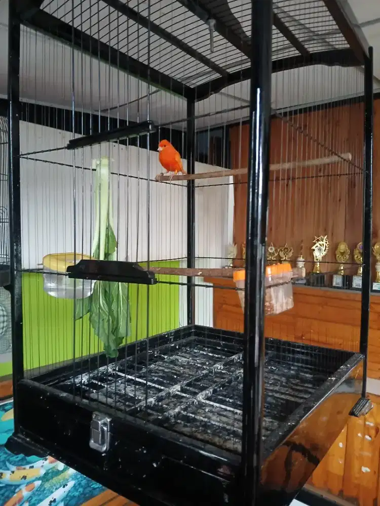 Kenari merlok gacorr muluss