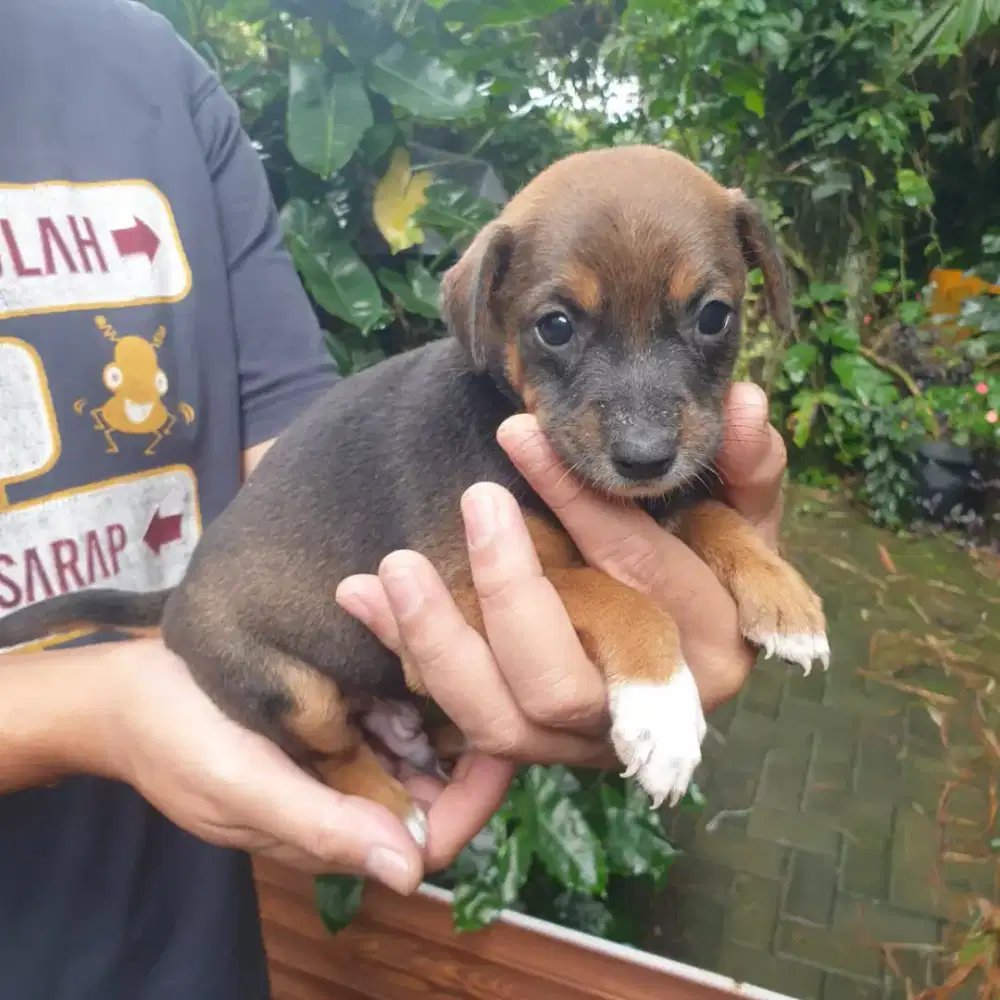 Anak anjing kampung, jantan, umur 1½ bln