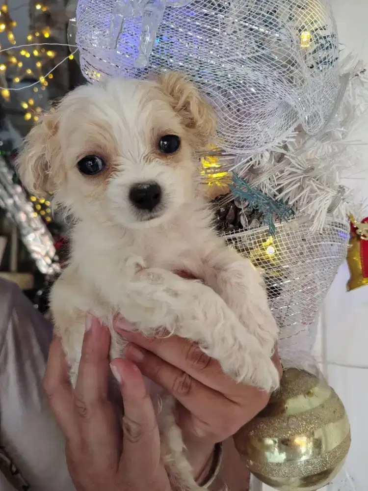 Ras kecil super mini hrga Pelajar