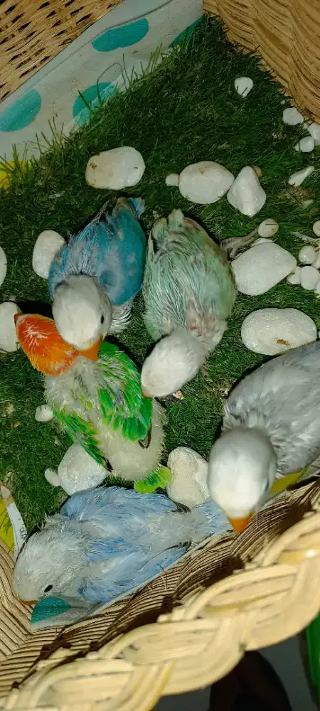 Anakan LB, harga sesuai jenis