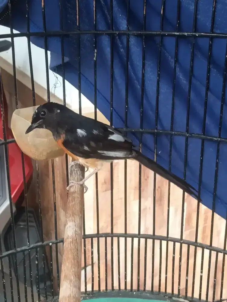 Murai betina blorok siapan