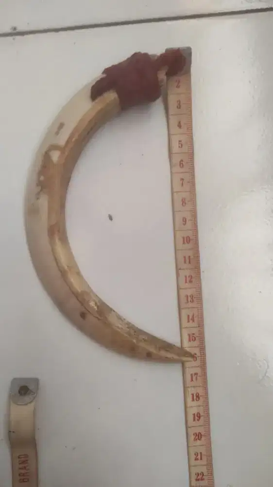 Tarbi hutan Amerika latin