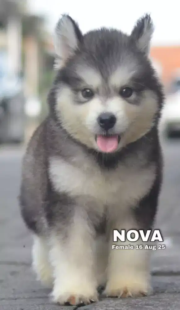 Alaskan malamute abu betina •NOVA•