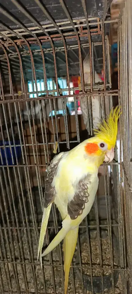 Falk mantul berkualitas