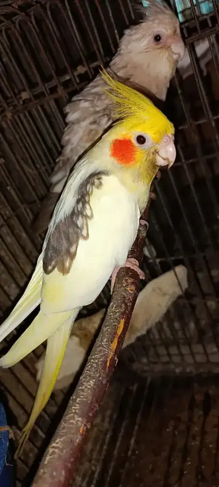 Falk berkualitas siap produksi