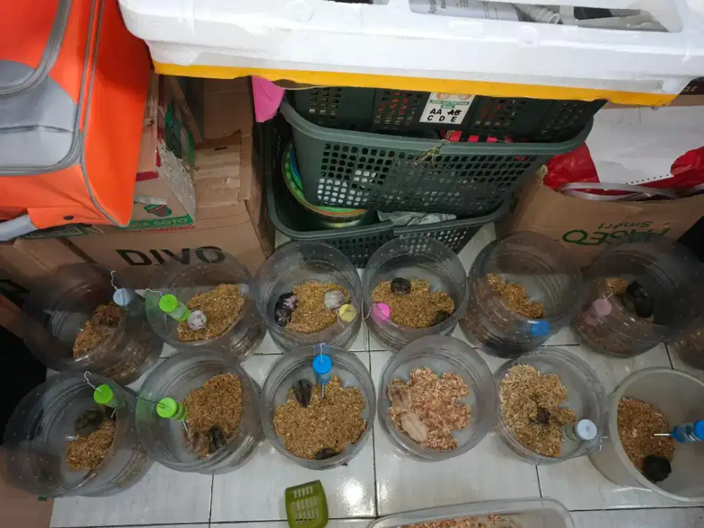 Dijual cepat hari ini harus habis 23 ekor