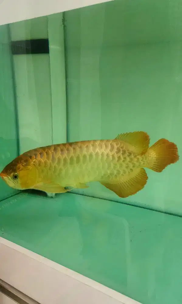 Ikan Arwana merah Chilli Red sehat 45cm