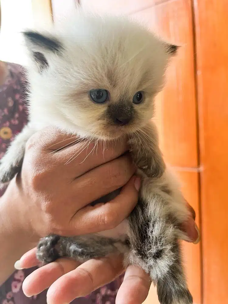 Kucing himalaya