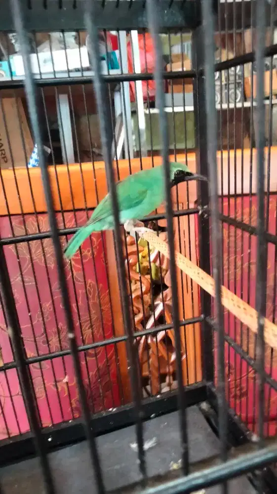 Jenggot.mapan.jantan